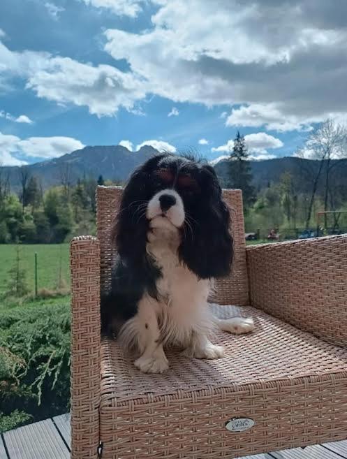 Willa W Dolinie Cichej Wody Zakopane Buitenkant foto